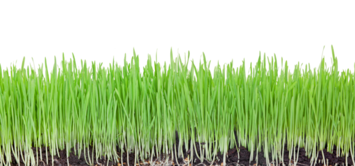 green grass on a png background