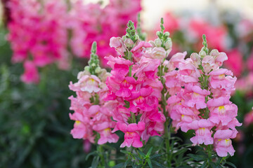 Colorful flower of Snapdragon, Antirrhinum majus