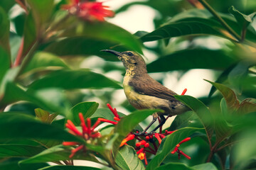 sunbird on a branch  between flowers and leaves