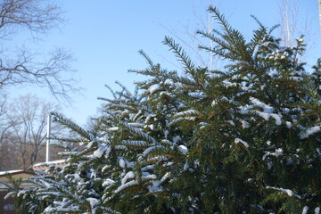 Cloudless blue sky and branches of common yew with unmature male cones covered with snow in mid February