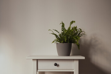 Close-up on white nightstand with plant - 562666520