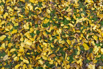 View of yellow and brown fallen leaves of mulberry on the greenery from above in November