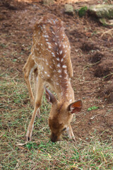 A fawn spotted deer or Axis axis is eating the grass in the ground.