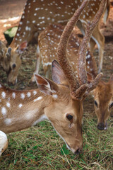A close-up picture of an adult Spotted Deer eating grass