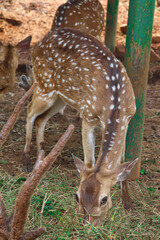A fawn spotted deer or Axis axis is eating the grass in the ground
