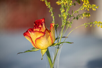 Obraz premium single rose