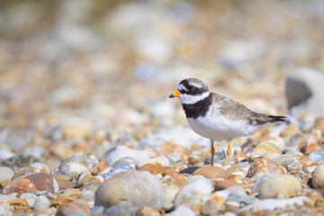 An adult Common Ringed Plover standing on a gravel beach