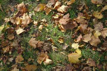 Not a few fallen leaves of maple on the grass in October