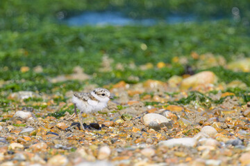 An immature Common Ringed Plover on a beach
