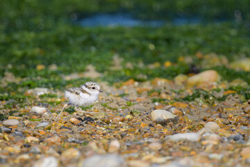 An immature Common Ringed Plover on a beach
