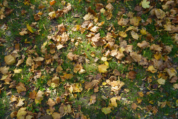Top view of fallen leaves of maple covering green grass in october