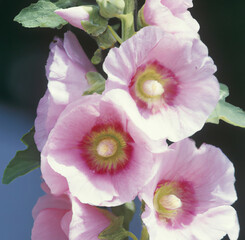 Naklejka premium Close up of pink hollyhock flowers over leaves created using generative ai technology