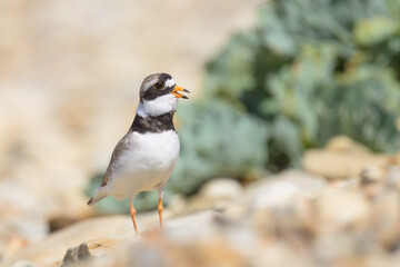 An adult Common Ringed Plover standing on a gravel beach