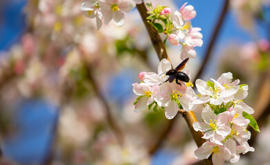 Blue bumblebee on a blossoming sakura tree. Beautiful spring landscape of wild nature.