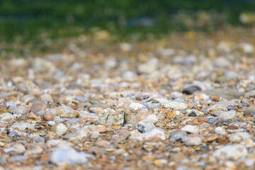 An immature Common Ringed Plover on a beach
