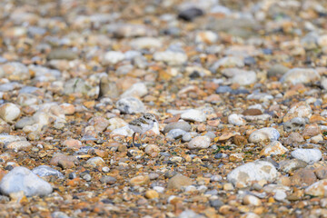 An immature Common Ringed Plover on a beach