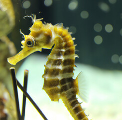 Close up of sea horse in sea created using generative ai technology