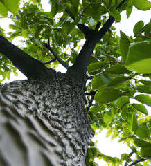 Close up of walnut tree created using Generative AI technology