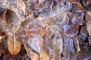 autumn leaves on the ground