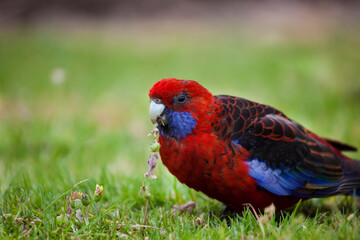 Crimson Rosella, Platycercus elegans elegans