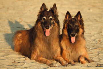 two happy tervueren belgian shepherd dogs portrait at a 
sandy beach
