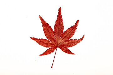 Autumn leaves on a white background isolated. Collection of colorful fallen autumn leaves.