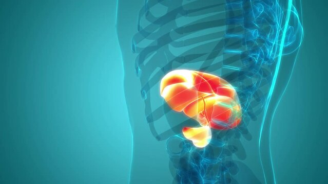 Human Internal Digestive Organ Liver with Pancreas and Gallbladder Anatomy Animation Concept