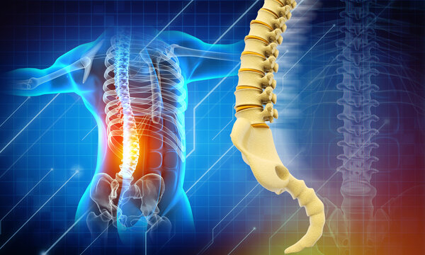 Pain In The Spine, Pain In The Back, Highlighted In Red, X-ray View. 3d Illustration