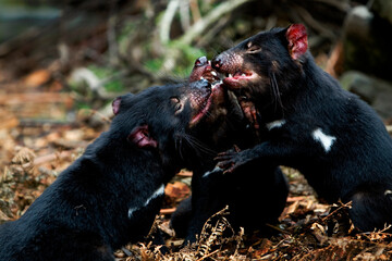 Three Tasmanian Devils fighting over wallaby meat