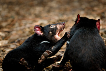 Tasmanian Devils play fighting 3