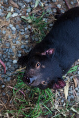 Insurance: Captive Tasmanian Devils at Taroona