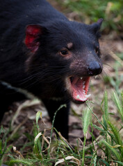 Insurance: Captive Tasmanian Devils at Taroona