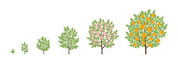 Orange tree growth stages. Fruit tree life cycle. Vector illustration.