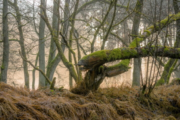 Naklejka premium Mystic lights