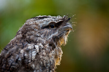 Tawny Frogmouth