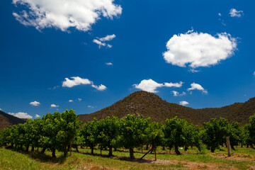 Hunter Valley, New South Wales, Australia