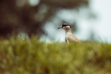 bird in the grass