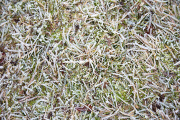 Moss and grass covered with hoar frost, selective focus