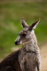 Naklejka na ściany i meble Eastern Grey Kangaroo, at Tom Groggins, Mount Kosciuszko National Park