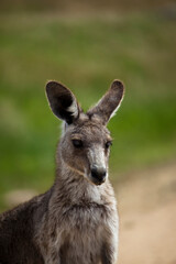 Naklejka na ściany i meble Eastern Grey Kangaroo, at Tom Groggins, Mount Kosciuszko National Park