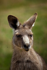 Flies irritating a kangaroo