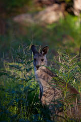 Eastern Grey Kangaroo, at Tom Groggins, Mount Kosciuszko National Park