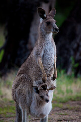 Eastern Grey Kangaroo and joey in pouch