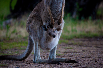 Eastern Grey Kangaroo and joey in pouch