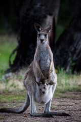 Eastern Grey Kangaroo and joey in pouch