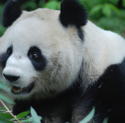 Fototapeta premium Close up of panda bear and bamboo created using generative ai technology