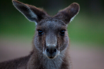Eastern Grey Kangaroo, at Tom Groggins, Mount Kosciuszko National Park