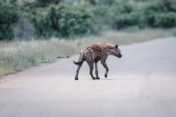 Hyena