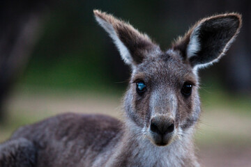 Kangaroo with damaged eye