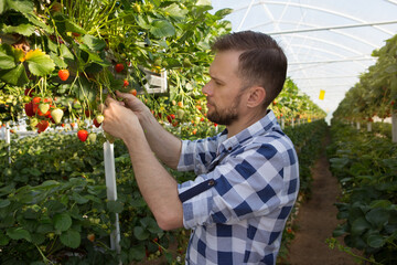 Farmer man working in a greenhouse, growing strawberries